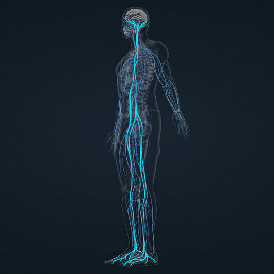 KSNS: Bridging Environment Connection via Sensory Feedback